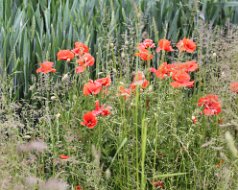 Feld und Wiesen 2009